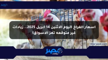 أسعار الفراخ اليوم الإثنين 14 أبريل 2025.. زيادات غير متوقعة تهز الأسواق!